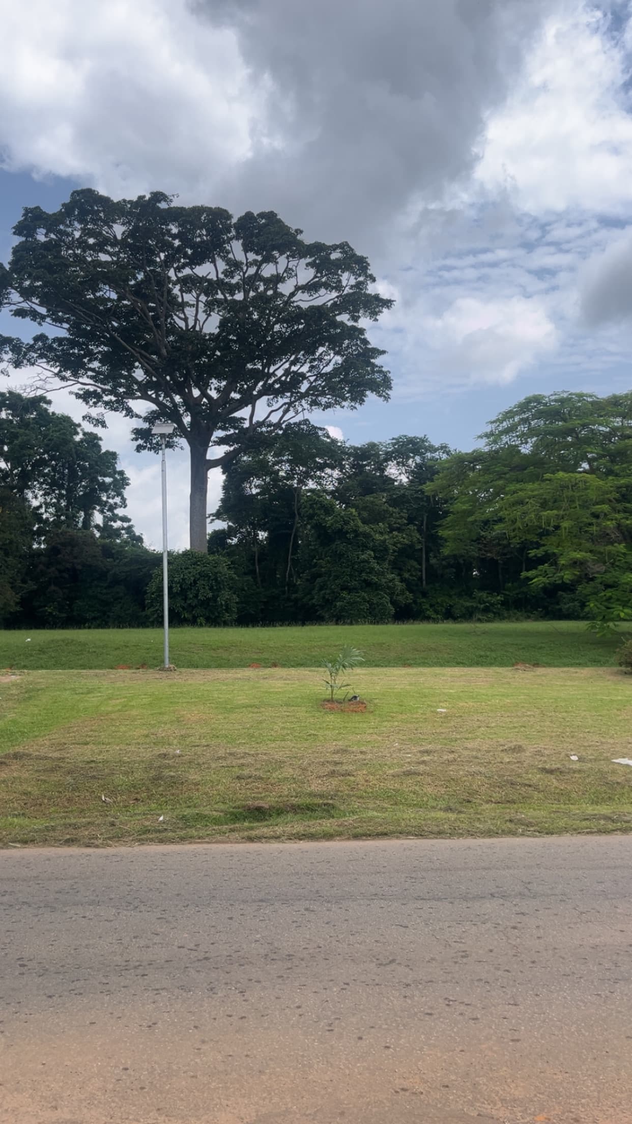 Large tree against cloudy sky on campus