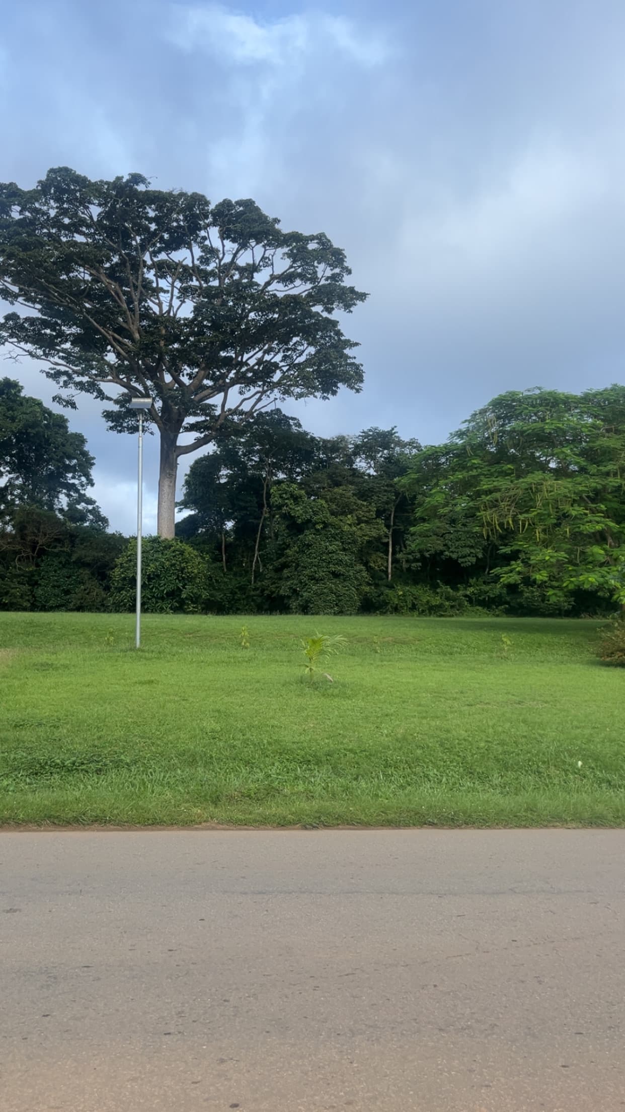 Majestic tree on lush green campus grounds